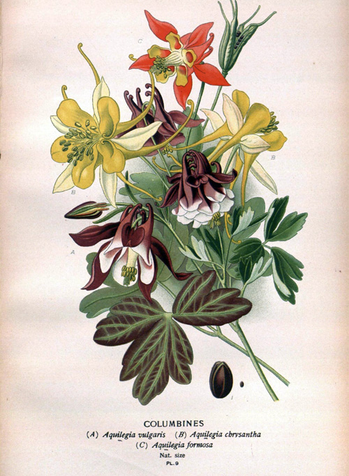 Columbines Poster