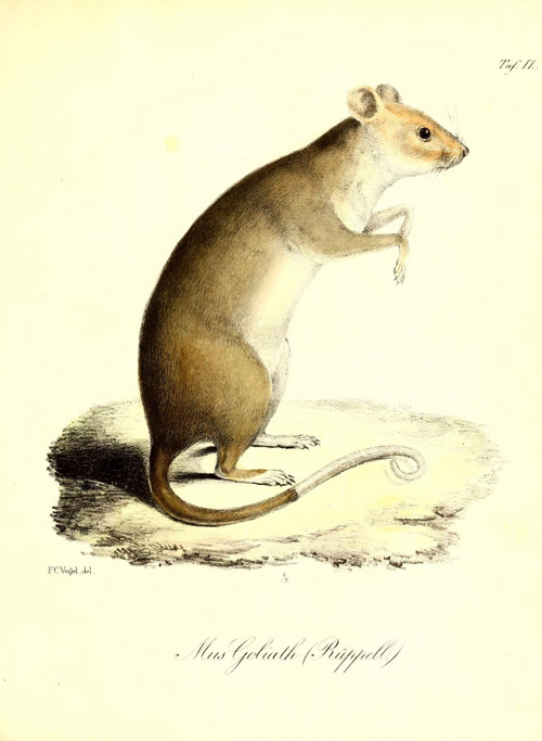 Mouse Poster