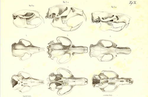 Skull Studies Poster